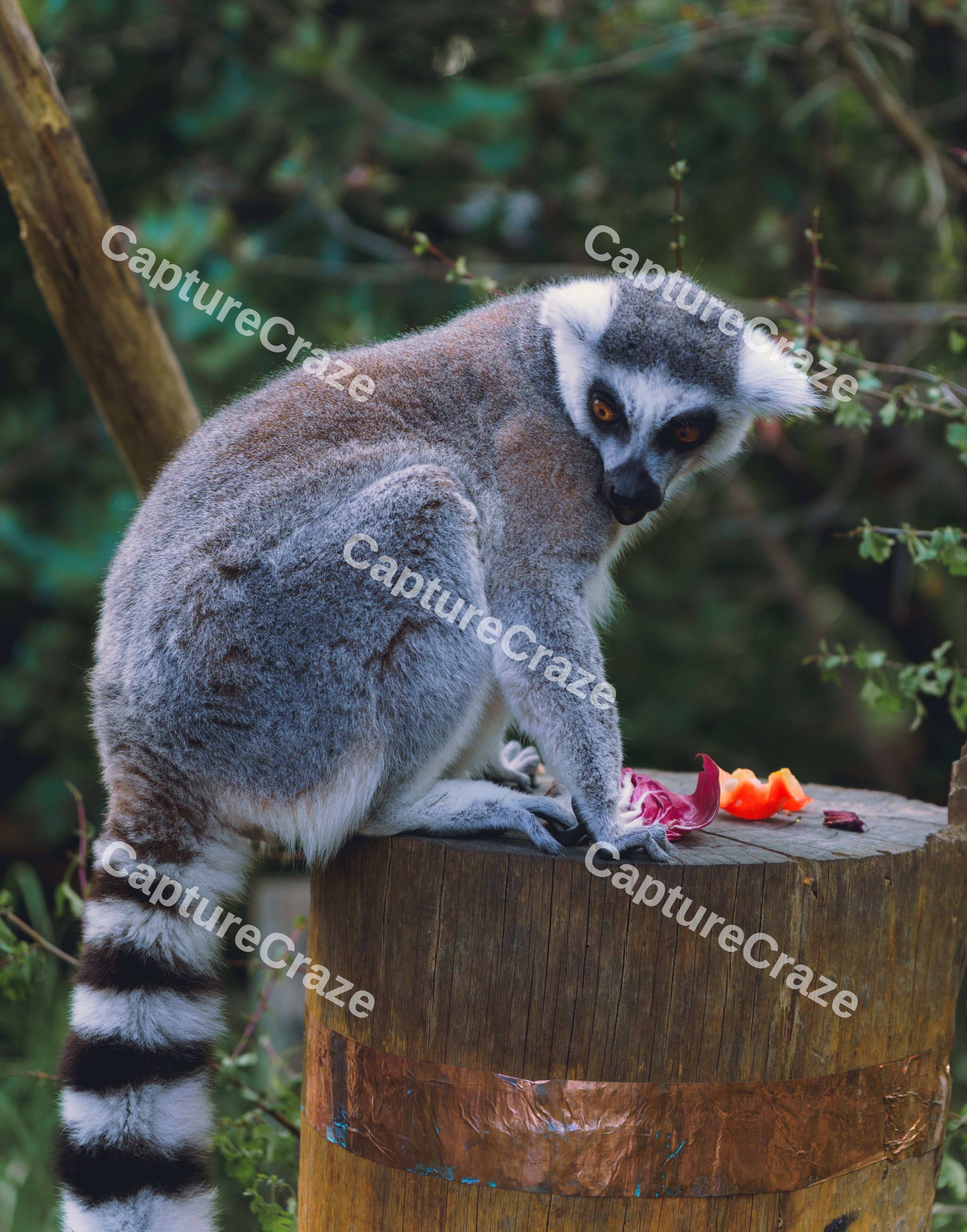 Lemur Shocked